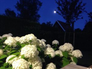 LL zomeravond